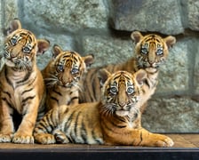 Tygrysy sumatrzańskie z wrocławskiego zoo - zdjęcie, które obiegło cały świat
