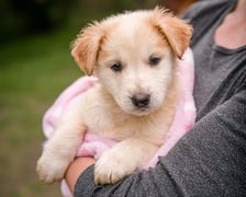 <p>Jeden ze szczeniak&oacute;w, kt&oacute;re można adoptować w azylu Grupy RATUJ - Gabriel</p>