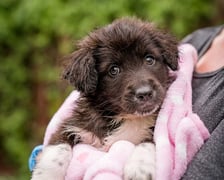 <p>Jeden ze szczeniak&oacute;w, kt&oacute;re można adoptować w azylu Grupy RATUJ - Julien</p>