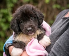 <p>Jeden ze szczeniak&oacute;w, kt&oacute;re można adoptować w azylu Grupy RATUJ - Luc</p>