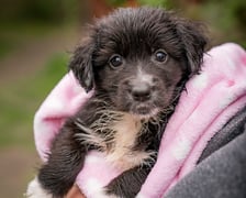 <p>Jeden ze szczeniak&oacute;w, kt&oacute;re można adoptować w azylu Grupy RATUJ - Mindy</p>