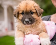<p>Jeden ze szczeniak&oacute;w, kt&oacute;re można adoptować w azylu Grupy RATUJ - Sylvie</p>