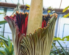 Kwitnące dziwidło olbrzymie z Ogrodu Botanicznego UWr wieczorem 25 czerwca 2026 r.