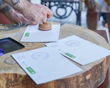 Kwitnące dziwidło olbrzymie z Ogrodu Botanicznego UWr wieczorem 25 czerwca 2026 r.