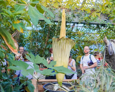 Kwitnące dziwidło olbrzymie z Ogrodu Botanicznego UWr wieczorem 25 czerwca 2026 r.