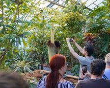 Kwitnące dziwidło olbrzymie z Ogrodu Botanicznego UWr wieczorem 25 czerwca 2026 r.