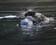 Mako, szczenię foki pospolitej z wrocławskiego zoo