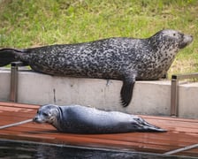 Mako, szczenię foki pospolitej z wrocławskiego zoo