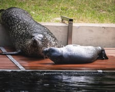 Mako, szczenię foki pospolitej z wrocławskiego zoo