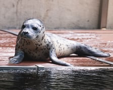 Mako, szczenię foki pospolitej z wrocławskiego zoo