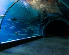 <p>Kanał Mozambicki w Afrykarium we wrocławskim zoo</p>
