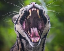 Pantera mglista z wrocławskiego zoo