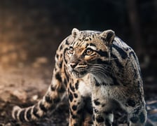 Pantera mglista z wrocławskiego zoo