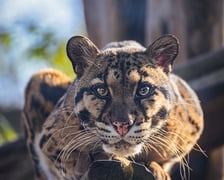 Pantera mglista z wrocławskiego zoo