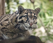 Pantera mglista z wrocławskiego zoo