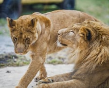 <p>Lwy południowe z wrocławskiego zoo</p>