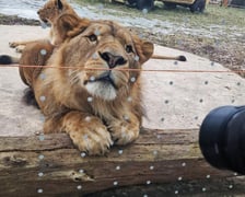 Lew południowy z wrocławskiego zoo
