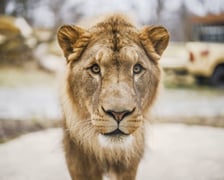Lew południowy z wrocławskiego zoo