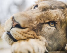 Lew południowy z wrocławskiego zoo