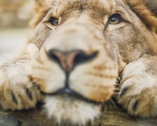 Lew południowy z wrocławskiego zoo