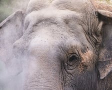Słoń indyjski z wrocławskiego zoo