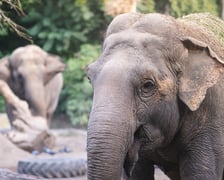 Słoń indyjski z wrocławskiego zoo
