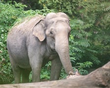 Słoń indyjski z wrocławskiego zoo