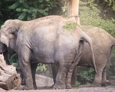 Słoń indyjski z wrocławskiego zoo
