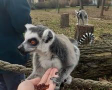 <p>Lemur katta</p>