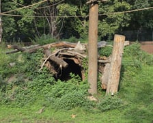 Wybieg magotów we wrocławskim zoo, sierpień 2026