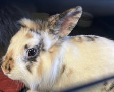 Królik do adopcji czeka na nowy dom w Schronisku dla Bezdomnych Zwierząt we Wrocławiu