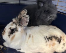 Królik do adopcji czeka na nowy dom w Schronisku dla Bezdomnych Zwierząt we Wrocławiu