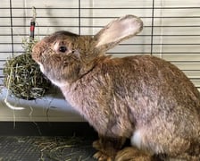 Królik do adopcji czeka na nowy dom w Schronisku dla Bezdomnych Zwierząt we Wrocławiu
