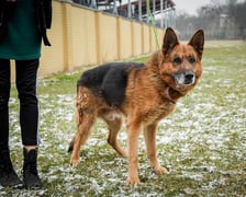 pies Egon z Ukrainy w  Schronisku dla Bezdomnych Zwierząt we Wrocławiu