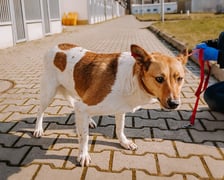 pies Frida z Ukrainy w  Schronisku dla Bezdomnych Zwierząt we Wrocławiu