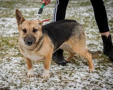 pies Juka z Ukrainy w  Schronisku dla Bezdomnych Zwierząt we Wrocławiu