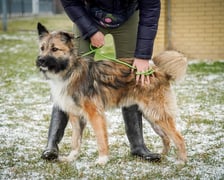 pies Misza z Ukrainy w  Schronisku dla Bezdomnych Zwierząt we Wrocławiu