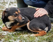 pies Neli z Ukrainy w  Schronisku dla Bezdomnych Zwierząt we Wrocławiu