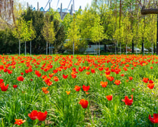 Skwer Wrocławianek we Wrocławiu zakwitł tysiącem tulipanów