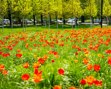 Skwer Wrocławianek we Wrocławiu zakwitł tysiącem tulipanów