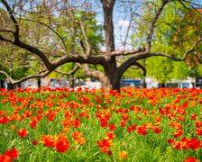 Skwer Wrocławianek we Wrocławiu zakwitł tysiącem tulipanów