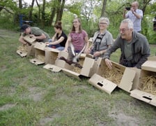 Wypuszczanie podgorzałek na Stawach Milickich