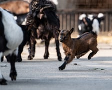 Na dziecińcu Zoo Wrocław na przestrzeni kilku miesięcy przyszło na świat około 50 młodych, w tym kilkanaście kóz karłowatych