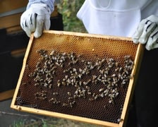 Pszczoły porozumiewają się zupełnie inaczej niż ludzie