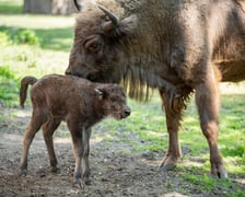 Młody żubr w Zoo Wrocław