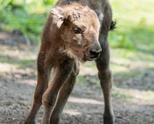 Młody żubr w Zoo Wrocław