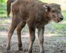 Młody żubr w Zoo Wrocław