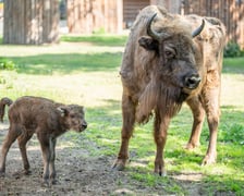 Młody żubr w Zoo Wrocław