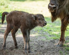 Młody żubr w Zoo Wrocław