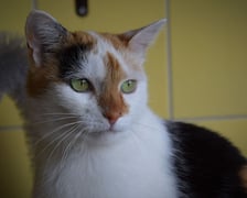 Dalia (nr 321/22) to cudna 3-letnia kotka. Do schroniska trafiła jako znaleziona. Dalia lubi ludzi, ale kontakt z nią musi się odbywać na jej zasadach :)